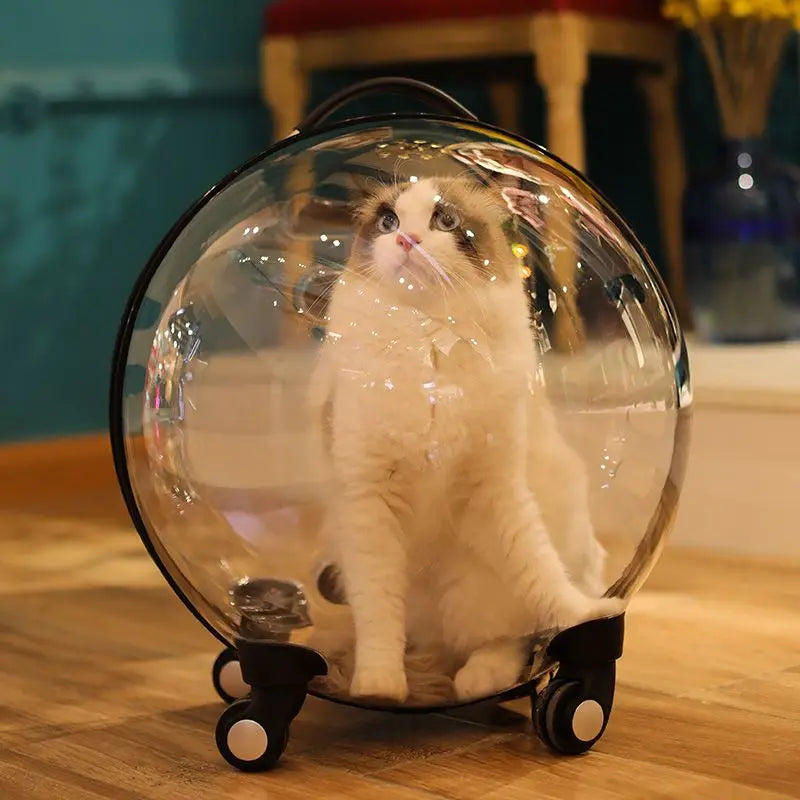Transparent hard-sided cat carrier backpack with large capacity, portable trolley handle, suitable for outdoor travel and pet transport.